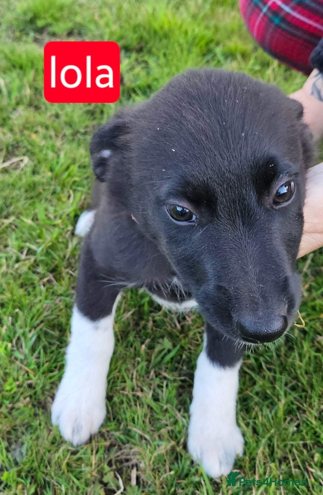 Mixed Breed dogs for sale: Girl TRI- due to unforseen circumstances - Image 16