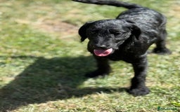 Australian Labradoodle dogs for sale: Australian labradoodles  in Brackley - Image 4