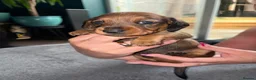 Dachshund dogs for sale: Beautiful Dachsunds puppies  - Advert 3