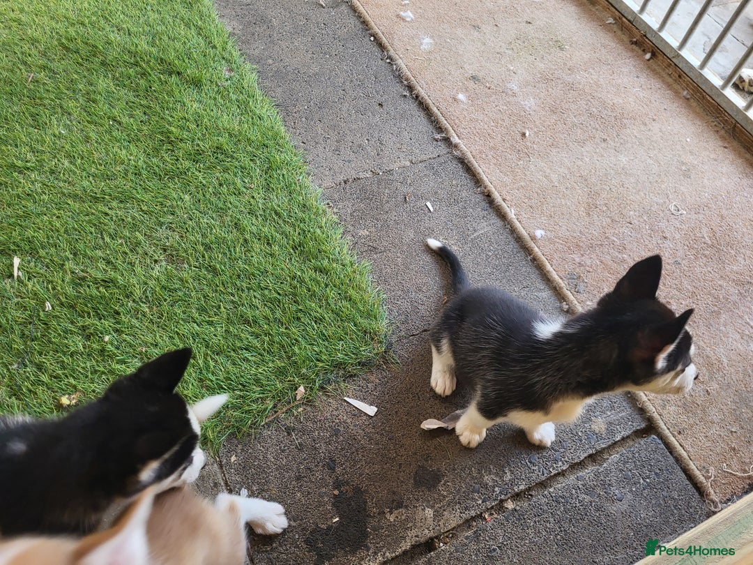 Siberian Husky dogs for sale: Siberian husky puppies (ready forever loving home) - Image 23