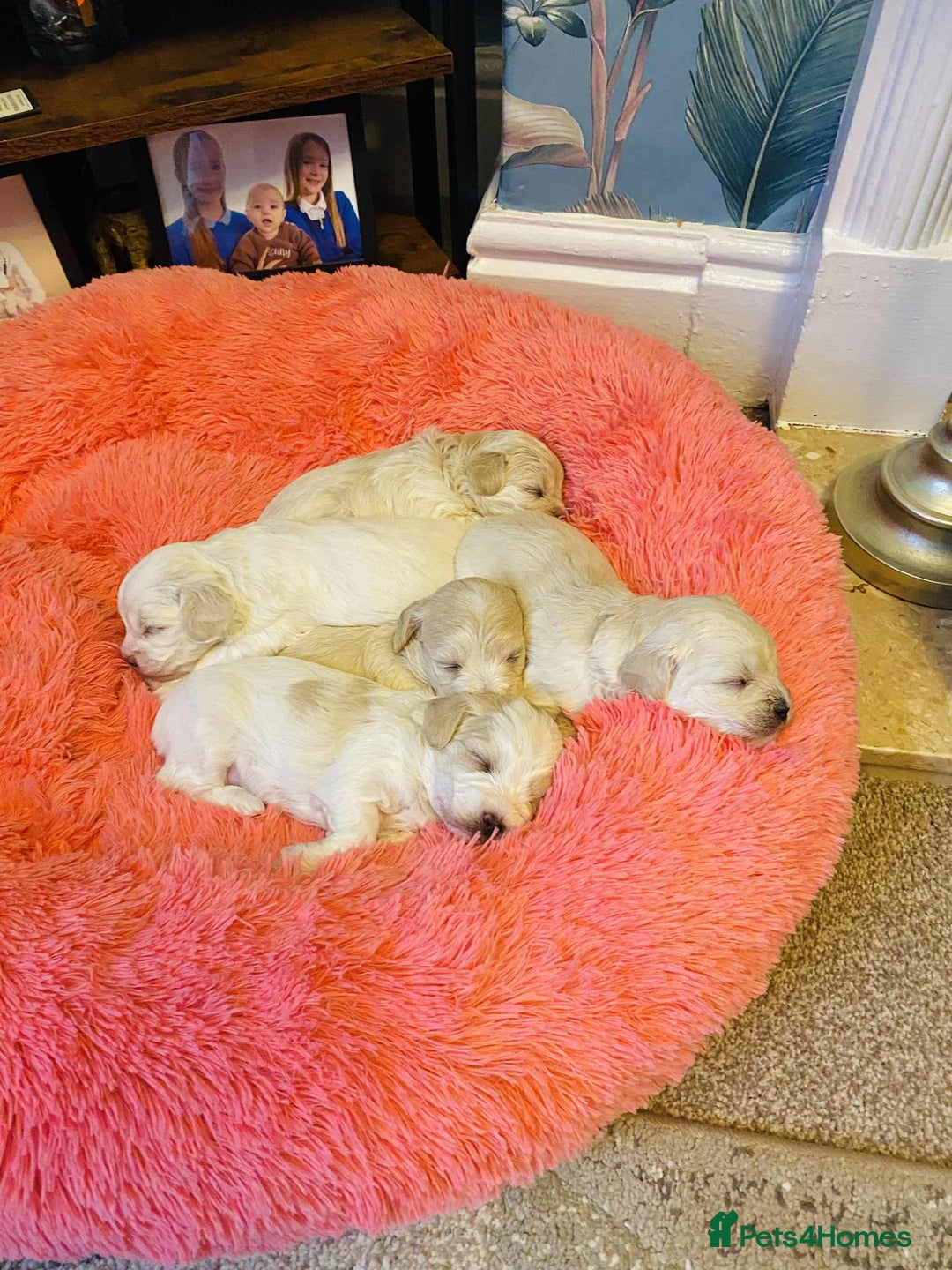 Maltipoo dogs for sale: F1 tiny adorable maltipoo  - Advert 14