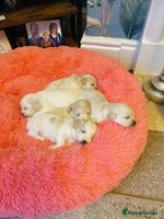Maltipoo dogs F1 tiny adorable maltipoo - Advert 4