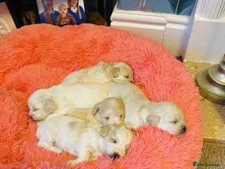 Maltipoo dogs F1 tiny adorable maltipoo - Advert 13