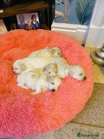 Maltipoo dogs F1 tiny adorable maltipoo - Advert 14