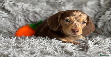 Miniature Dachshund dogs - Advert 3