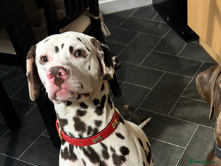Dalmatian dogs Oreo - Advert 1