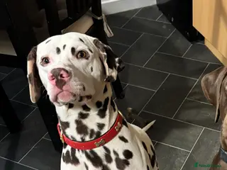 Dalmatian dogs Oreo - Advert 4