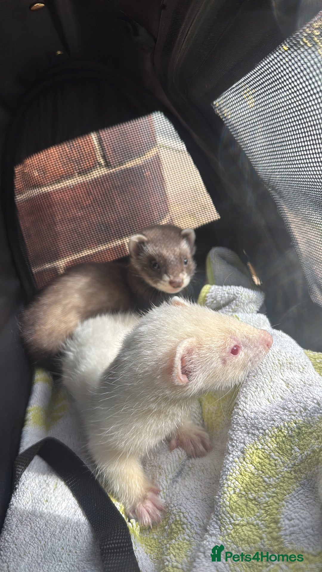Ferret rodents Two ferrets(siblings) - Advert 1