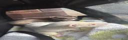 Ferret rodents for sale: Two ferrets(siblings) in Normanton - Advert 1