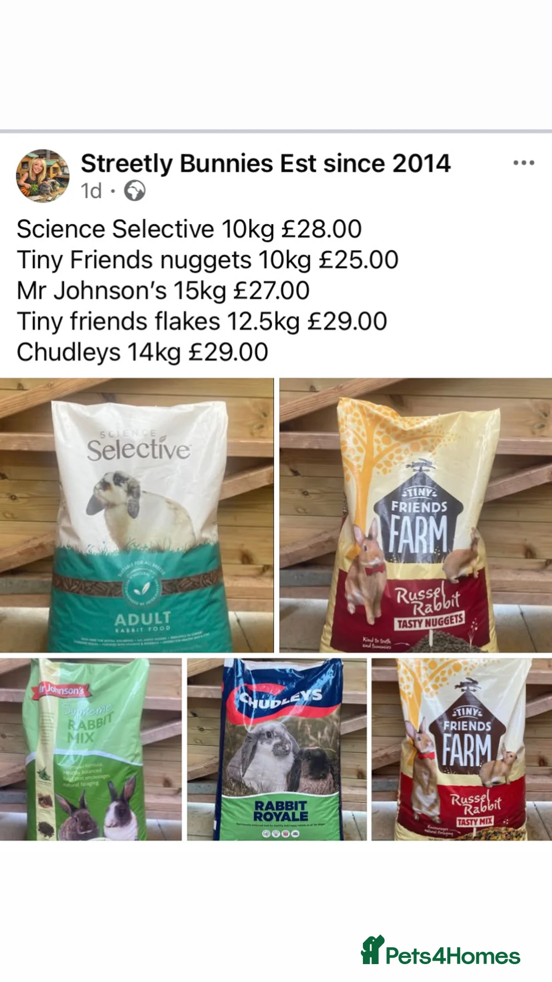 Mini Lop rabbits for sale: Mini lop buck ready now REW  - Advert 5