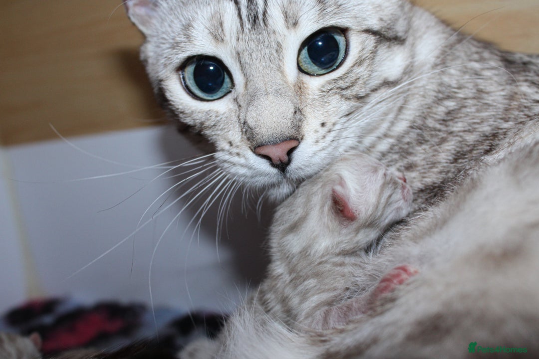 Bengal cats for sale: 🏆OUTSTANDING SHOW WINNING BENGALS KITTENS🔥 - Image 29