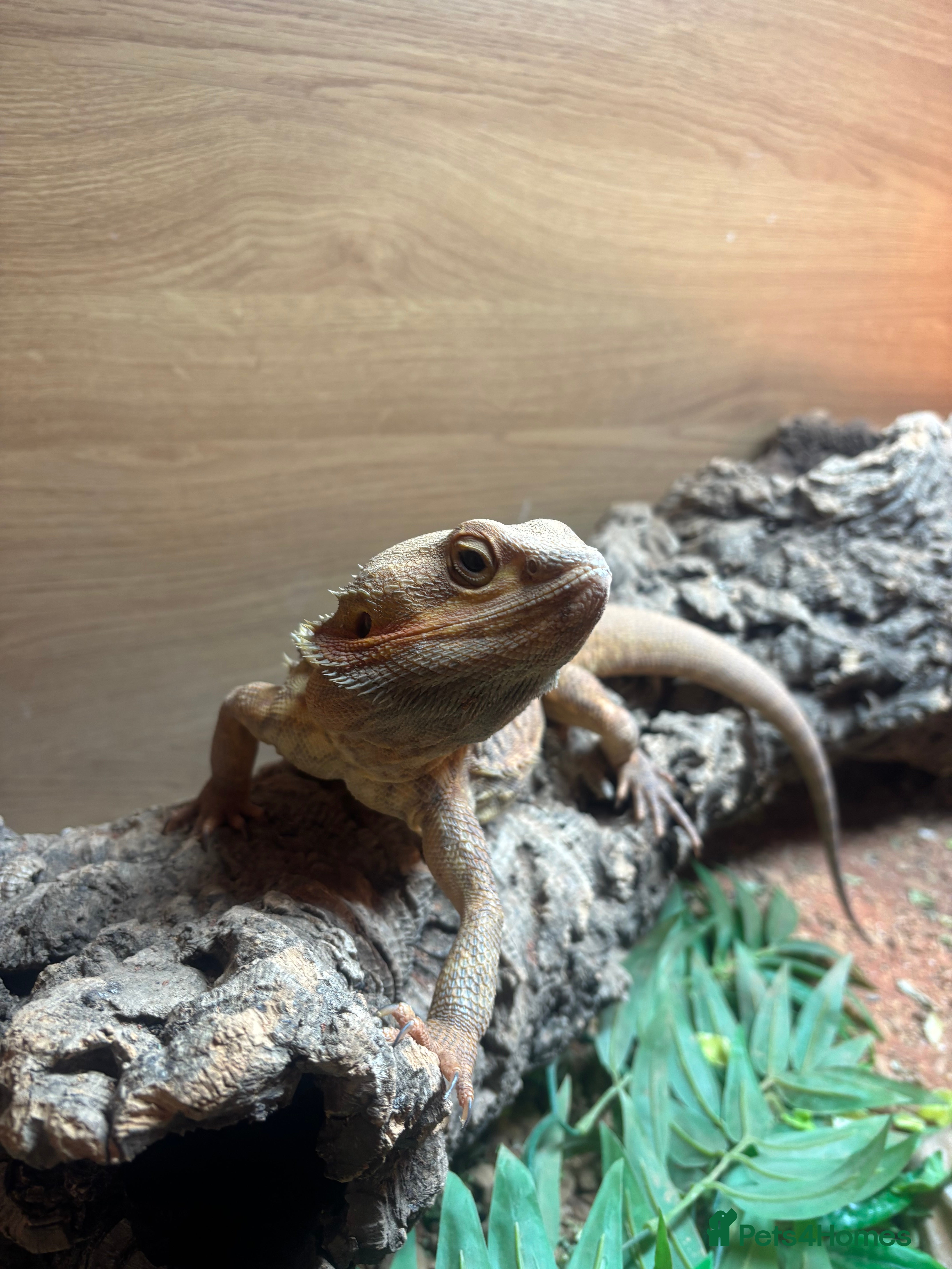 Bearded Dragon reptiles Bearded Dragon full set up for sale - Advert 15