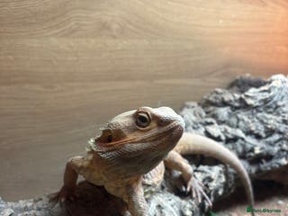 Bearded Dragon reptiles Bearded Dragon full set up for sale - Advert 15