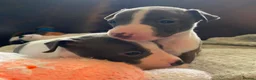 Italian Greyhound dogs for sale: Meet your future shadows   - Advert 3
