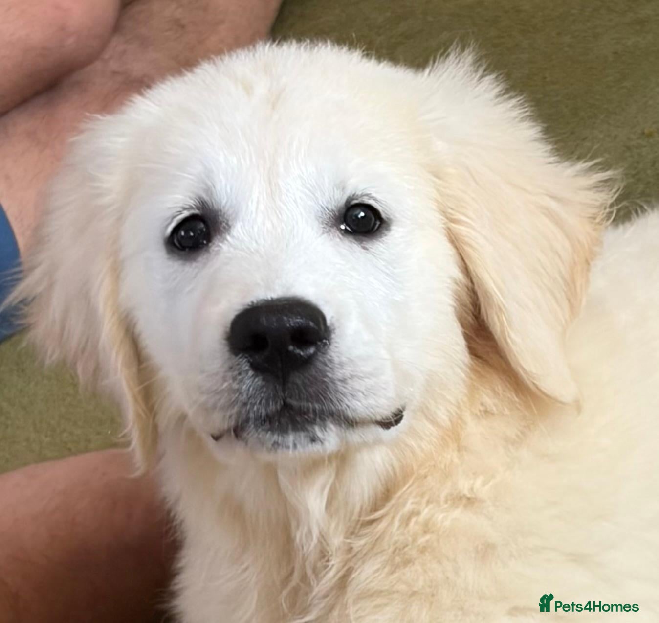 Golden Retriever dogs Lovely chunky cream puppies  - Advert 1