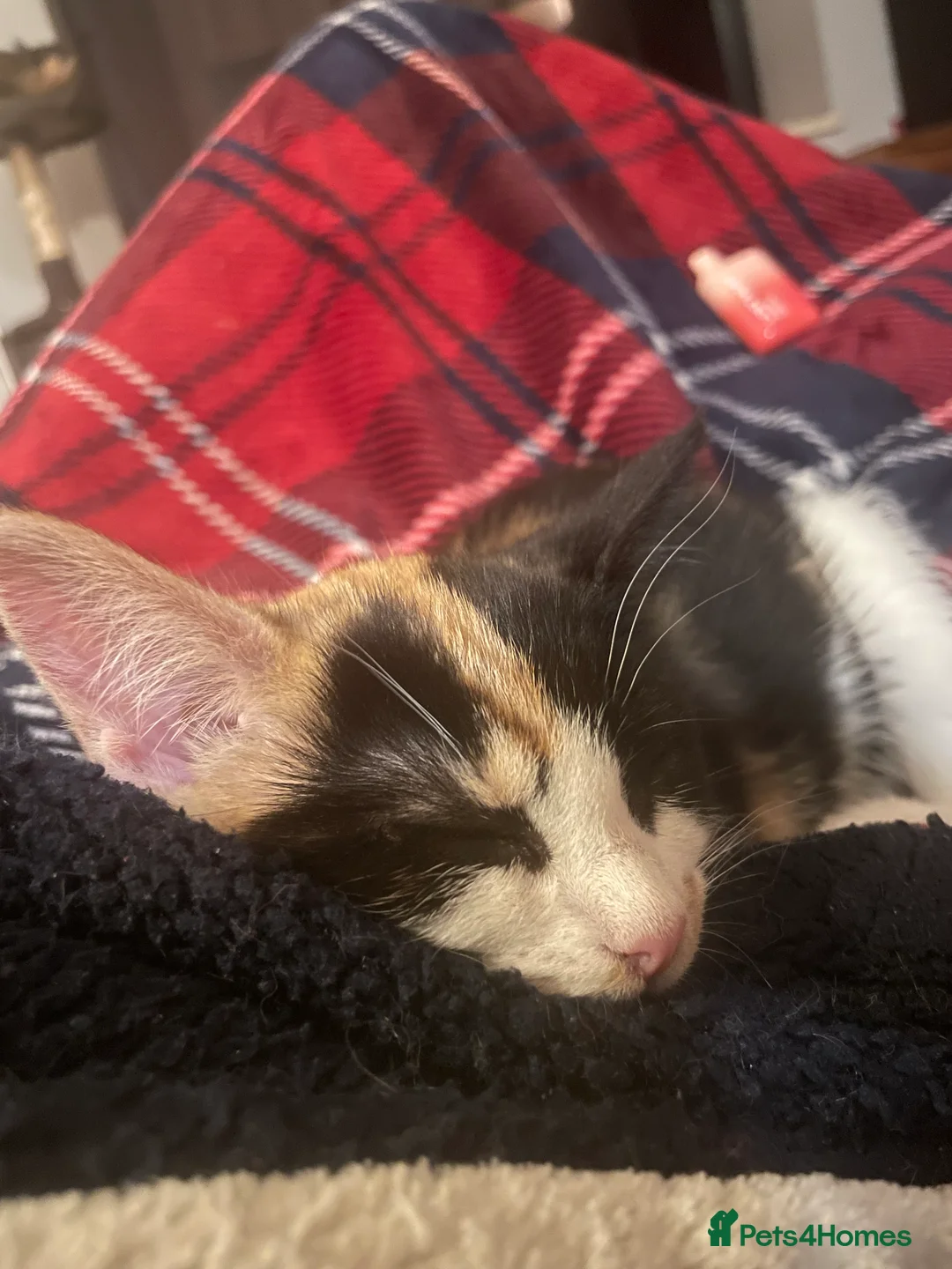 Mixed Breed cats for sale: 5 beautiful tortoiseshell+white and black kittens - Advert 4