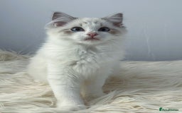 Ragdoll cats for sale: Playful Pedigree Ragdoll Kittens Available - Image 18