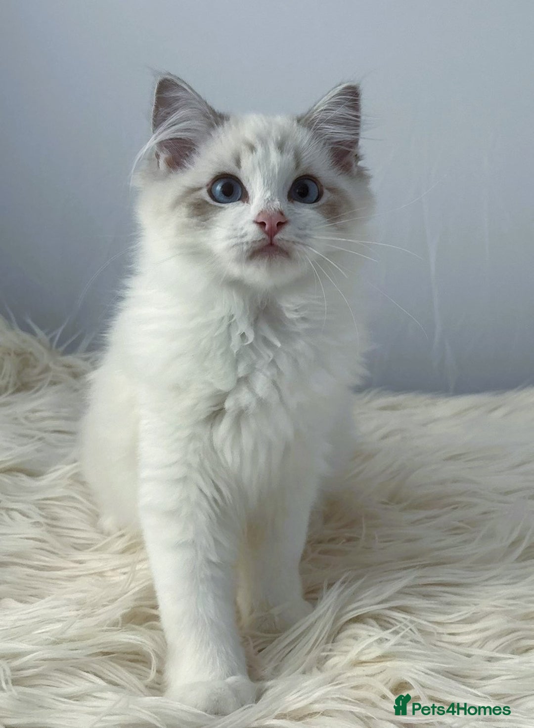 Ragdoll cats for sale: Playful Pedigree Ragdoll Kittens Available - Image 18