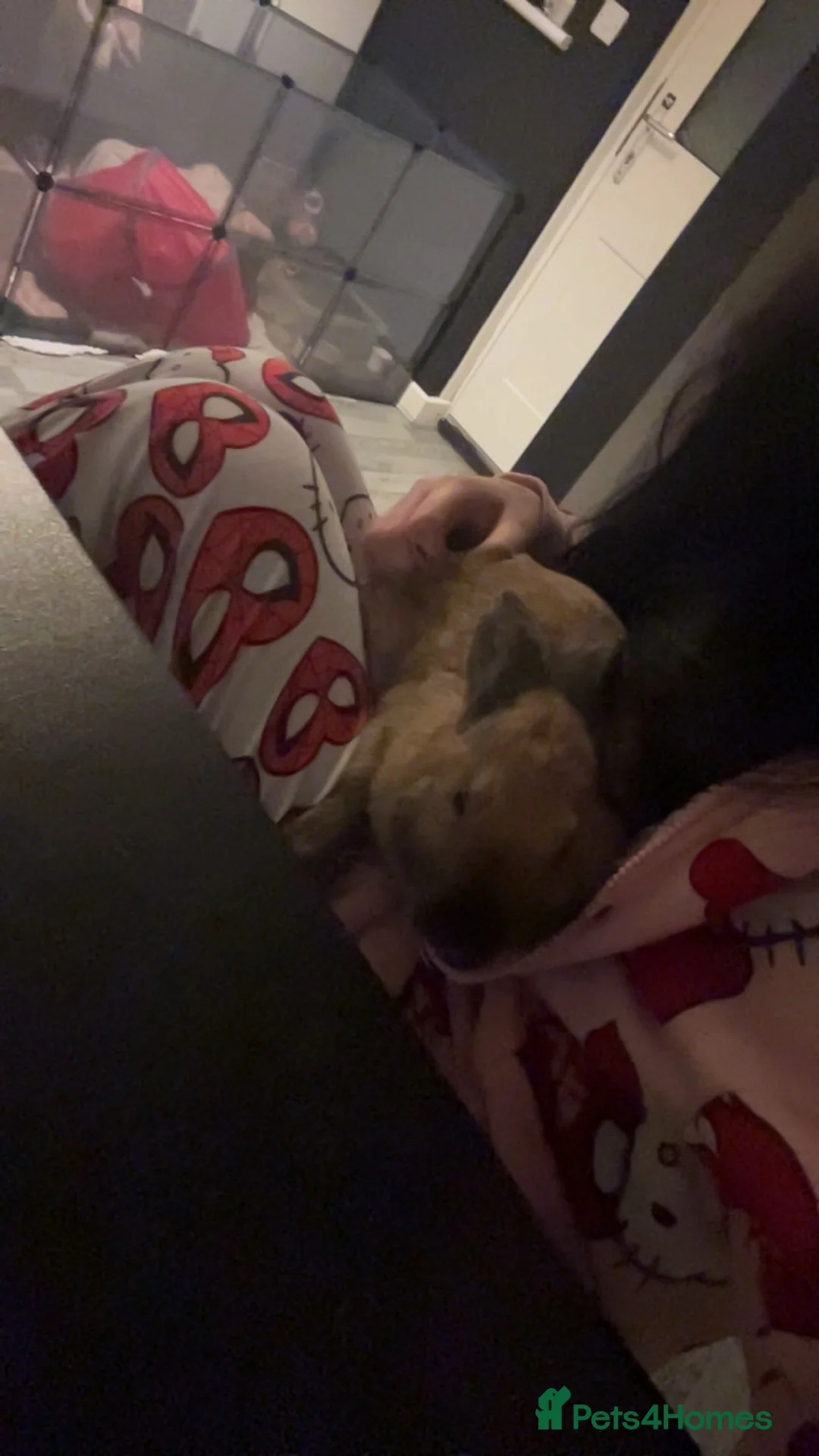 Thuringer rabbits for sale: female bunny for rehoming - Advert 2