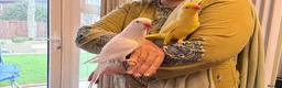 Ringnecks birds for sale: Beautiful Indian ringnecks rare albino & yellow  - Advert 11