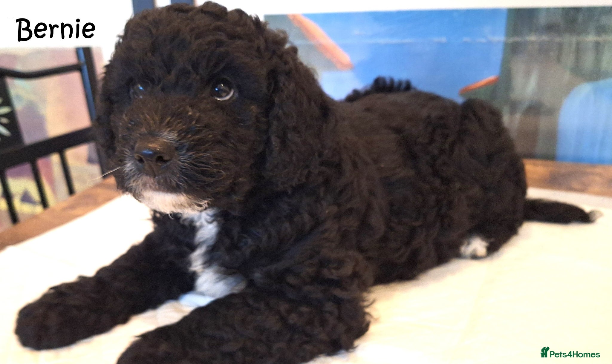 Cockapoo dogs for sale: Three beautiful cockapoo boys - Advert 3