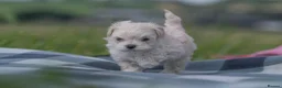 Maltipoo dogs for sale: Beautiful Multipoo Puppies in Perth - Advert 8