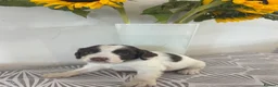 Sprocker dogs for sale: Beautiful litter of spaniel puppies  - Advert 5