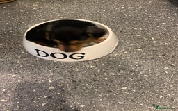 Mixed Breed dogs for sale: Miniature Dacshund/Miniature Yorkie ❤️❤️❤️ - Image 23