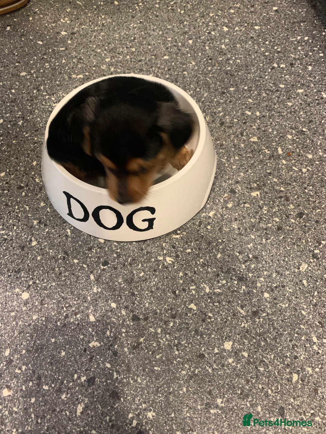 Mixed Breed dogs for sale: Miniature Dacshund/Miniature Yorkie ❤️❤️❤️ - Image 23