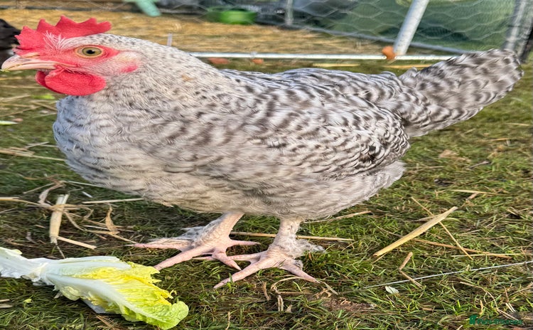 Chickens poultry Young Cockerel that needs a home  - Advert 2