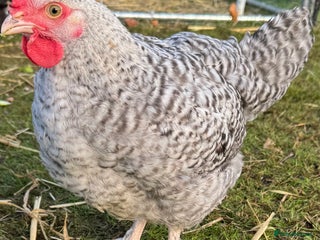 Chickens poultry Young Cockerel that needs a home - Advert 9