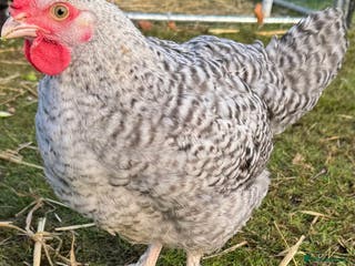 Chickens poultry Young Cockerel that needs a home - Advert 20