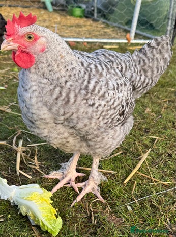 Chickens poultry Young Cockerel that needs a home - Advert 1