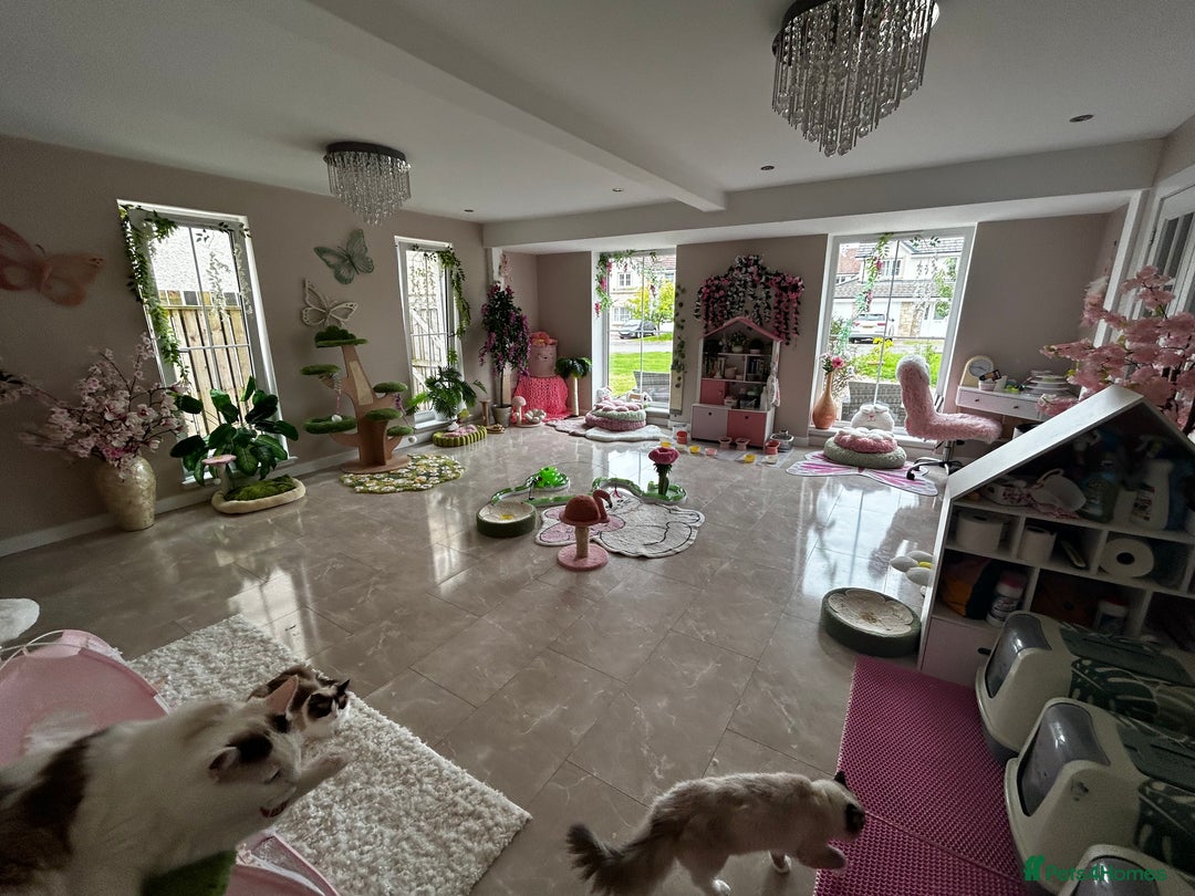 Ragdoll cats for sale: Beautiful Ragdoll kittens from Champion lines - Image 20