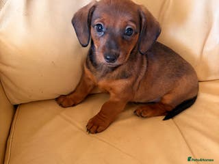 Dachshund dogs READY TO GO tan Dachshund girl - Advert 6