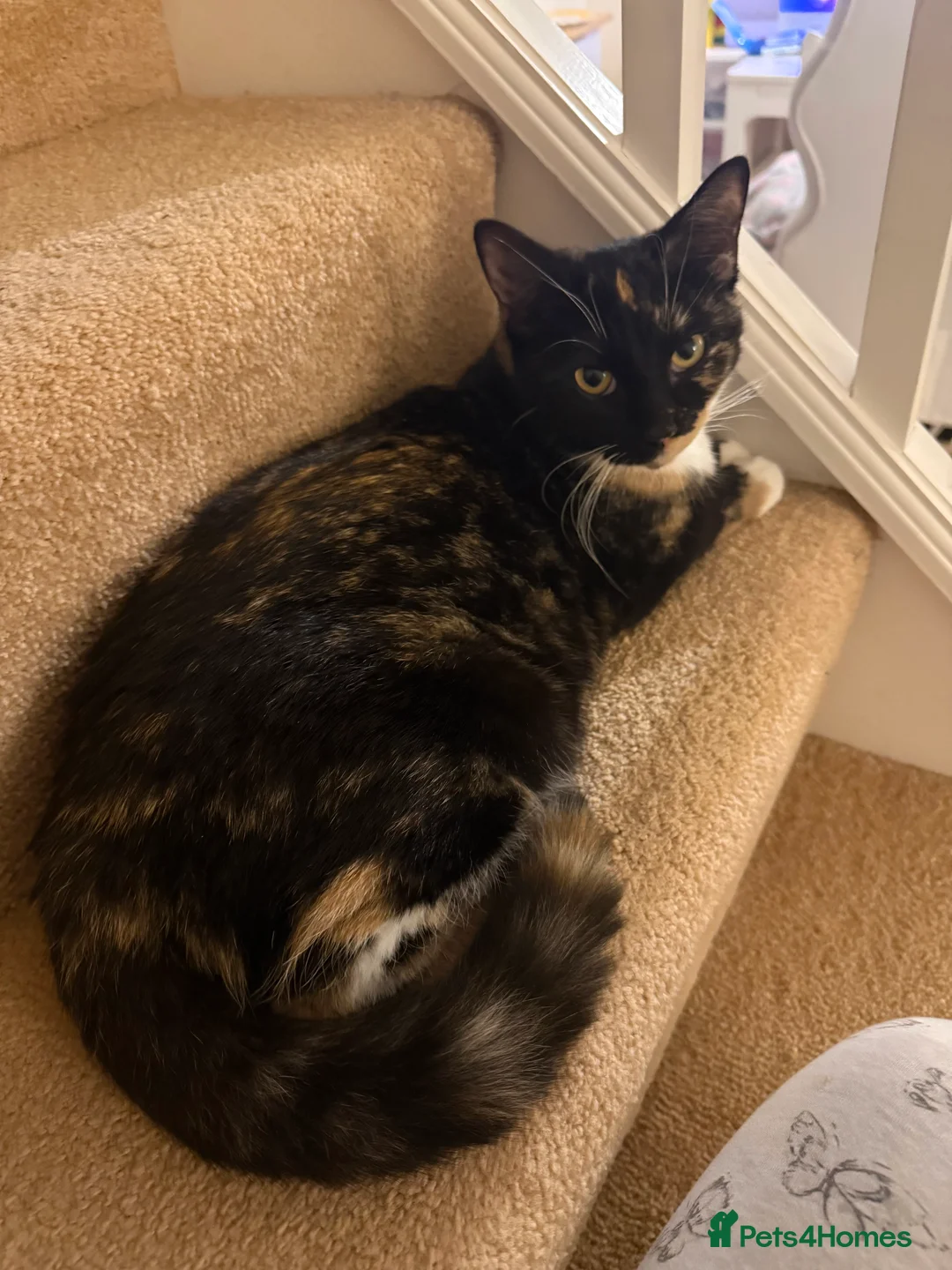Mixed Breed cats for sale: 💛 Nova - Sweet tortie looking for a loving home - Advert 4