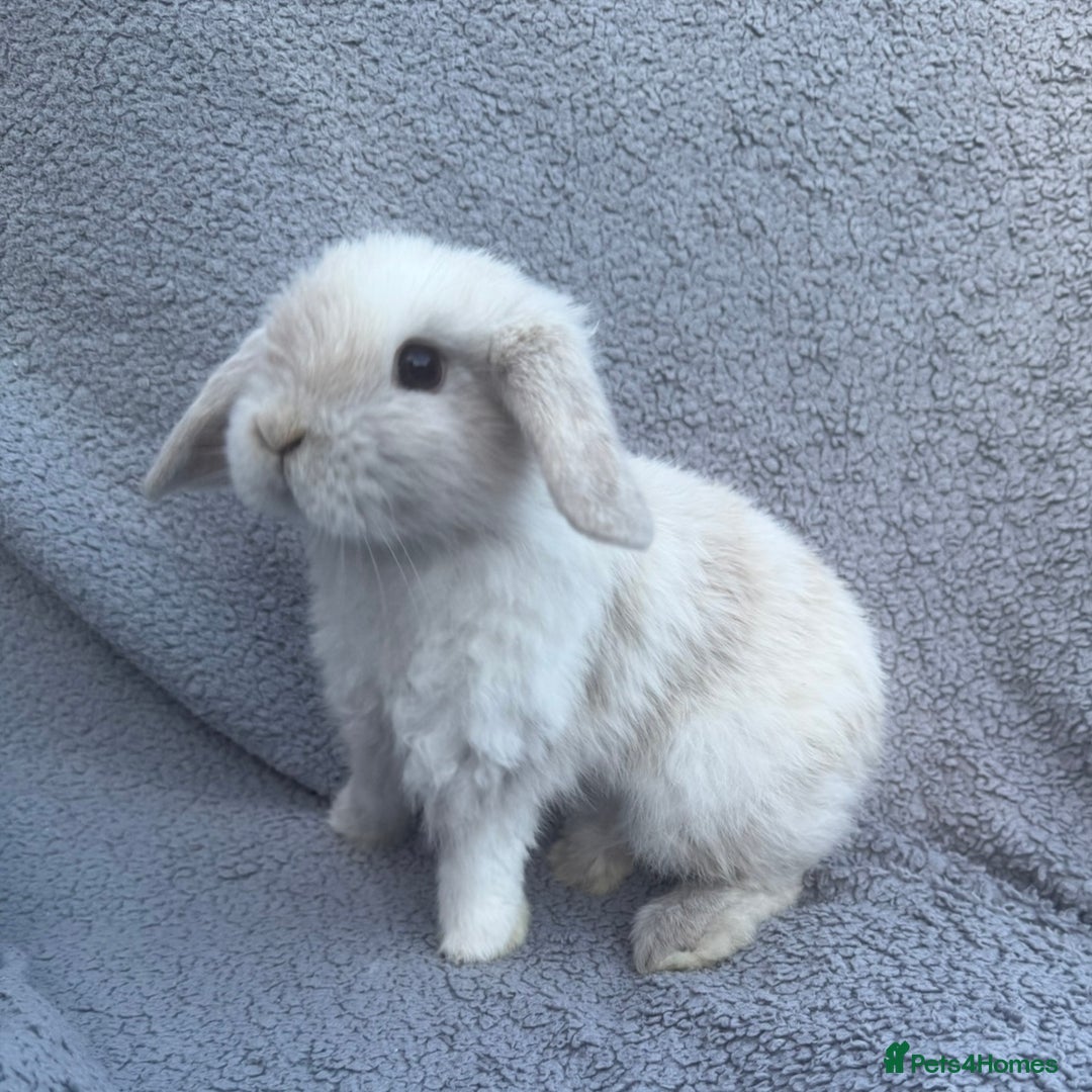 Mini Lop rabbits for sale: Purebred mini lops - Image 8