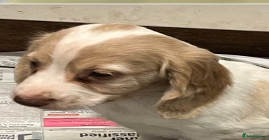 Cocker Spaniel dogs - Advert 7