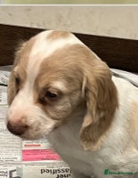 Cocker Spaniel dogs - Advert 5