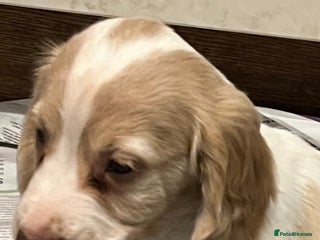 Cocker Spaniel dogs - Advert 5