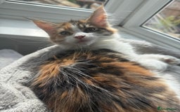 Maine Coon cats for sale: GCCF pedigree Maine Coons  - Image 2