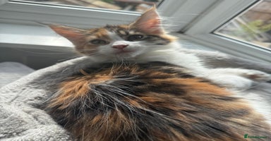 Maine Coon cats - Advert 3