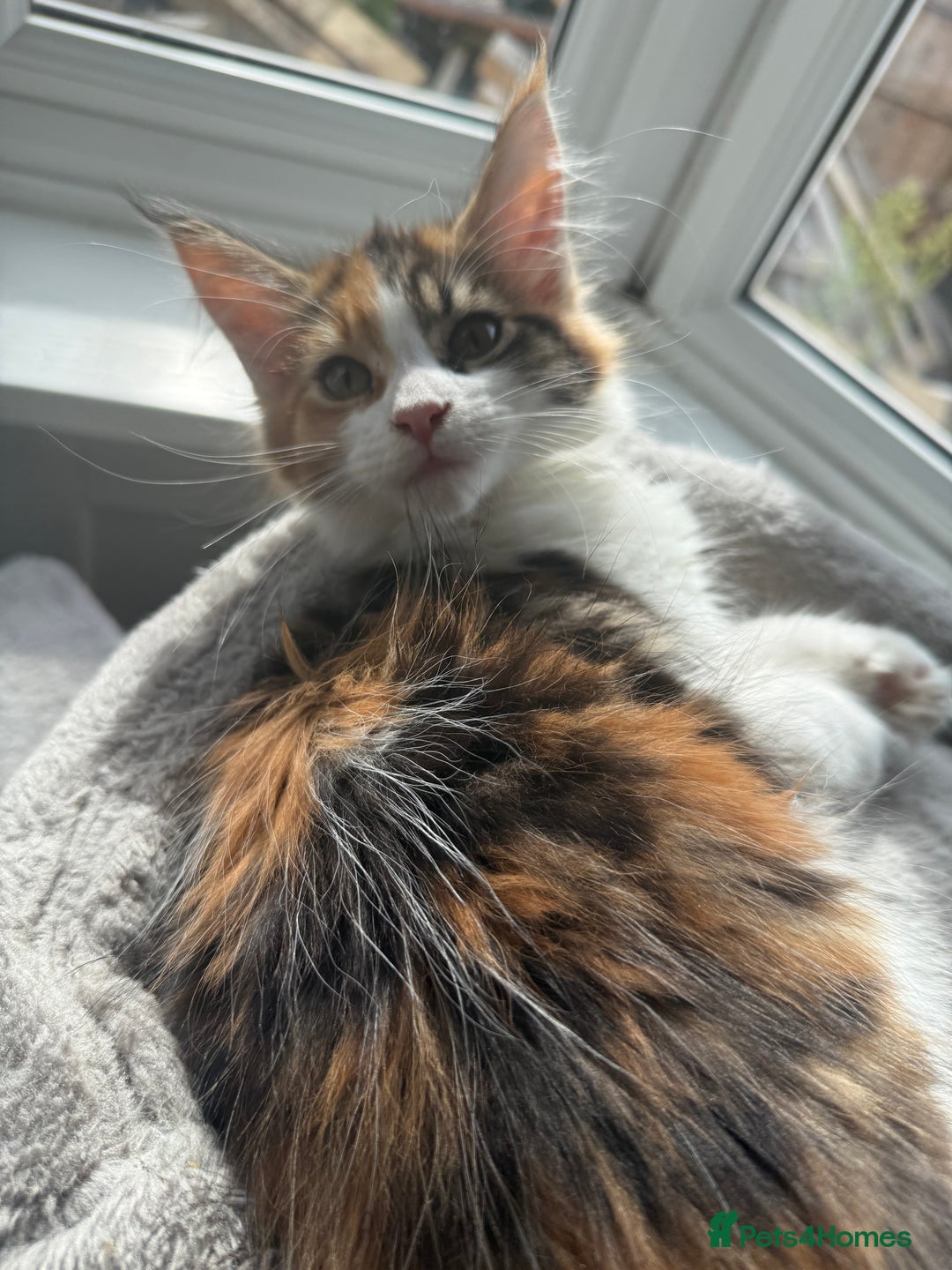 Maine Coon cats for sale: GCCF pedigree Maine Coons  - Image 2