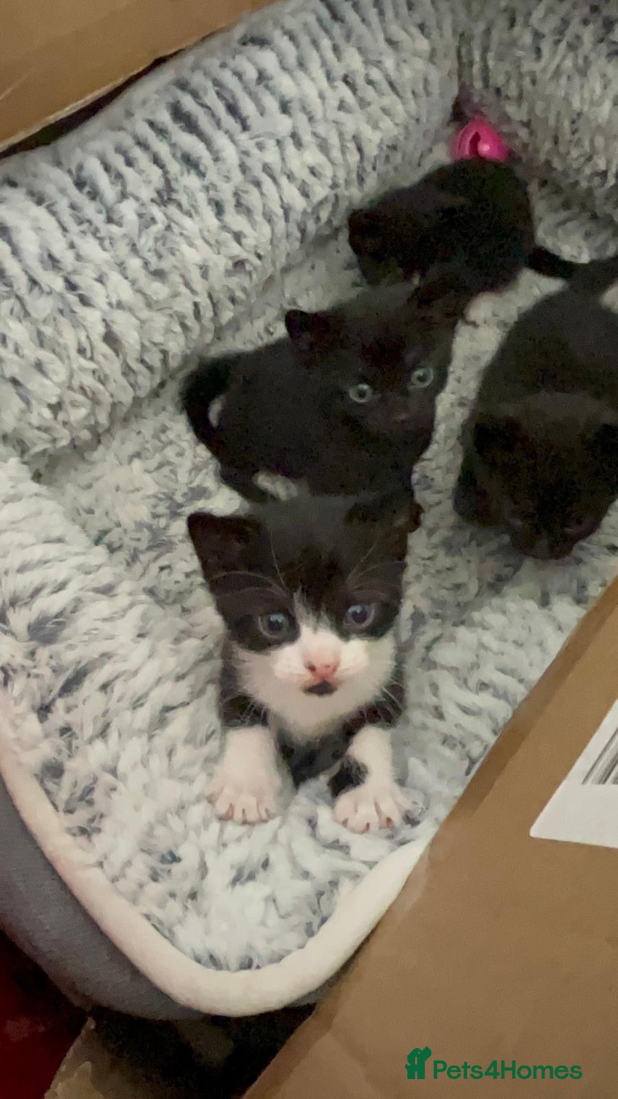 Bengal cats Bengal x tuxedo kittens - Advert 9