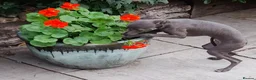 Italian Greyhound dogs for sale: EXCEPTIONAL TOP QUALITY KC REG. ITALIAN GREYHOUNDS in Bury Saint Edmunds - Advert 6