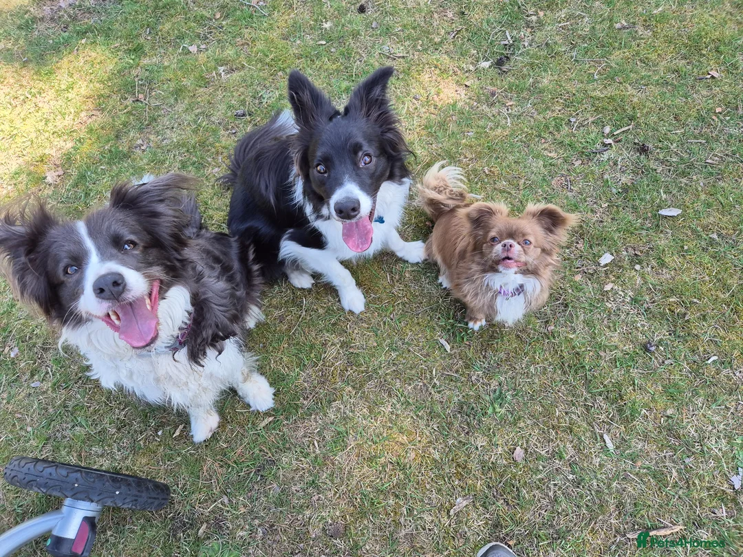 Border Collie dogs for sale: Lovely border collie looking for a special home - Advert 5