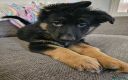 German Shepherd dogs for sale: 2 Beautiful Girls Available  - Image 4