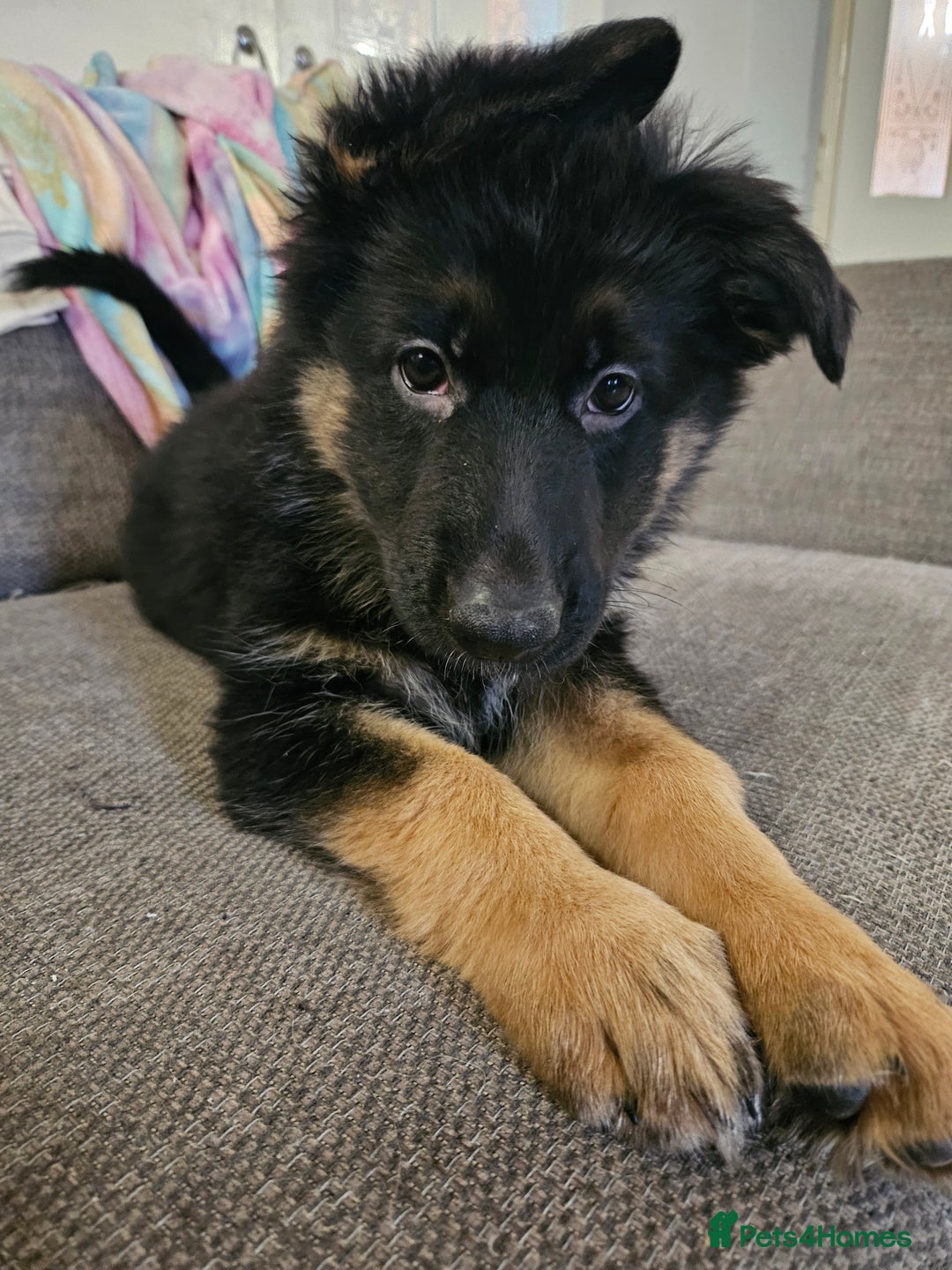 German Shepherd dogs for sale: 2 Beautiful Girls Available  - Image 4