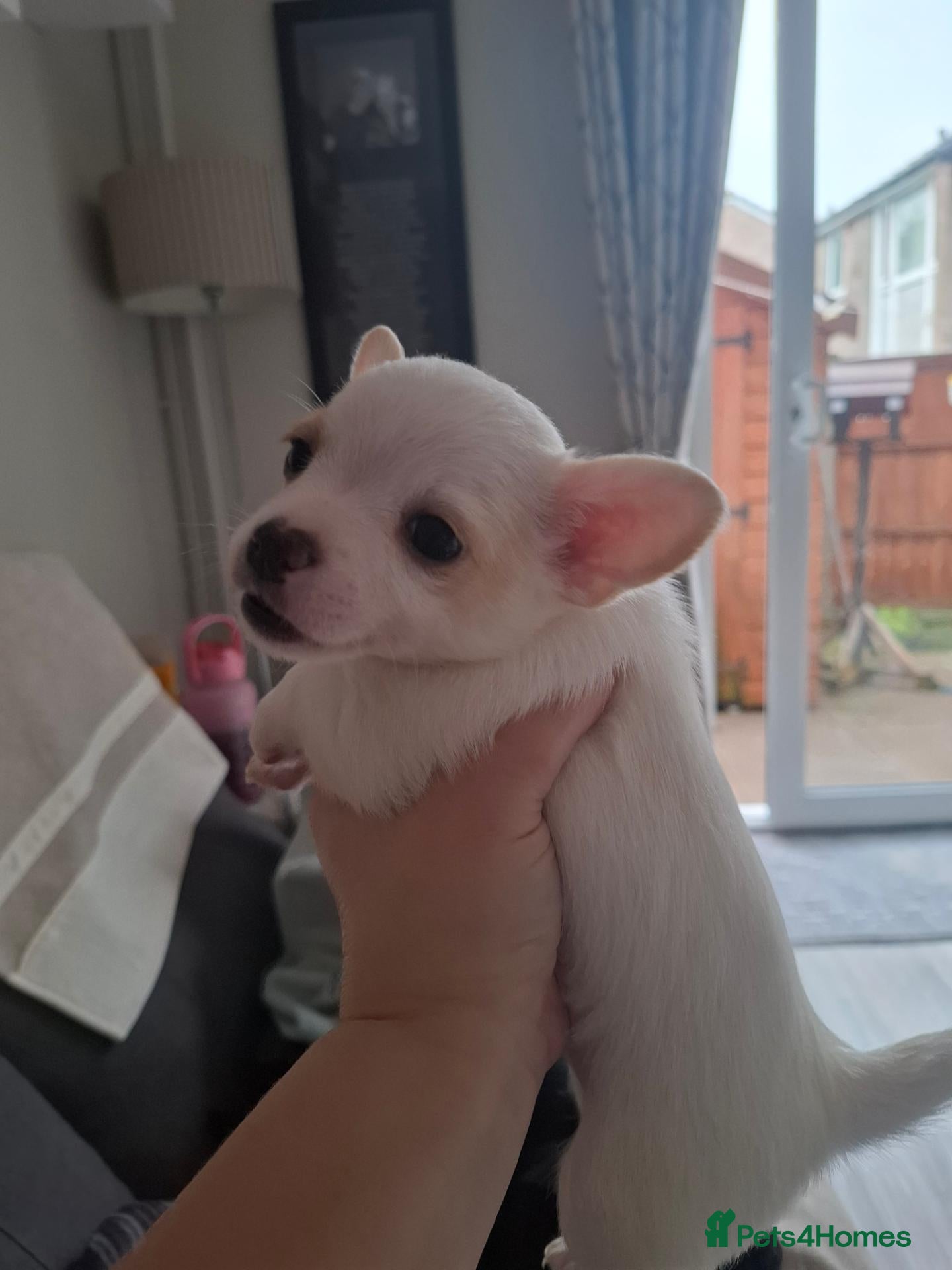 Jack Russell dogs for sale: Beautiful Jack Russell puppies for sale! - Advert 4