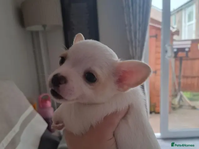Jack Russell dogs for sale: Beautiful Jack Russell puppies for sale! - Advert 4
